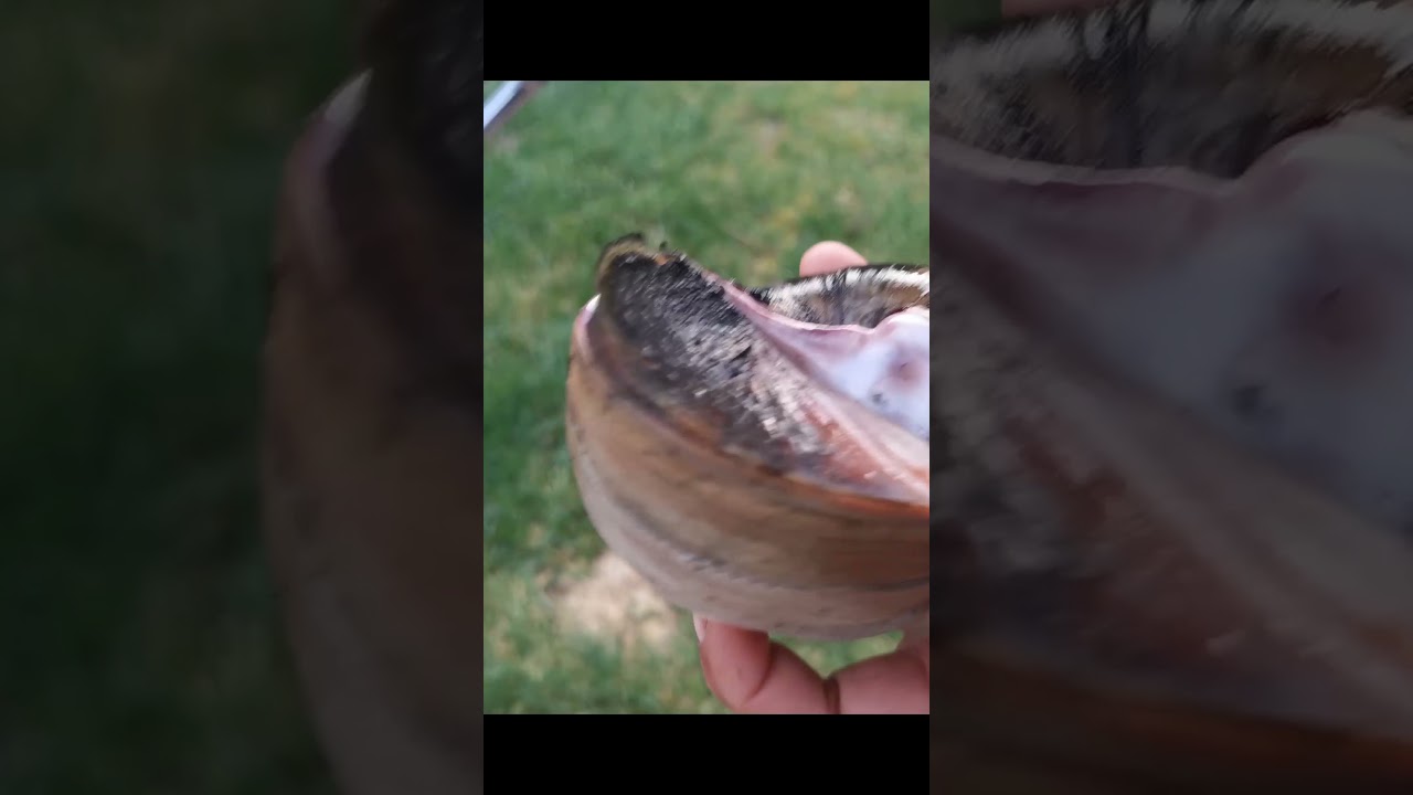 How to Catch and Cook Moonsnail #shorts