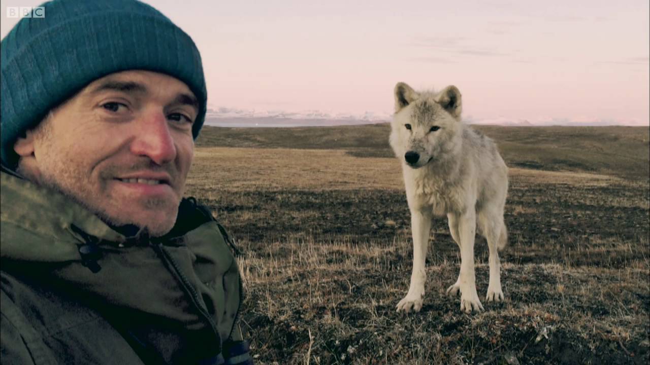 Living Among Wolves | Snow Wolf Family And Me | BBC