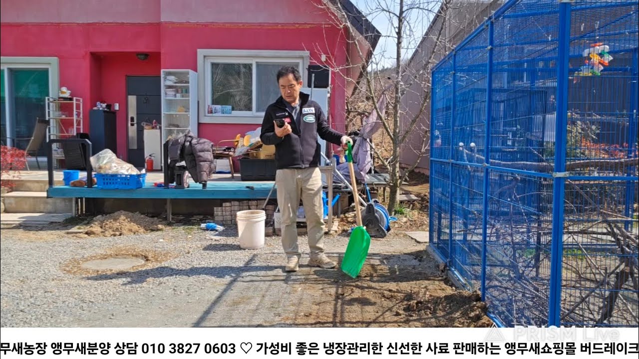삽질의 현장 / 대구앵무새농장 [ Birdlake ]  실시간라이브 앵무새분양 앵무새행동상담 parrotbreeding  in korea20260308