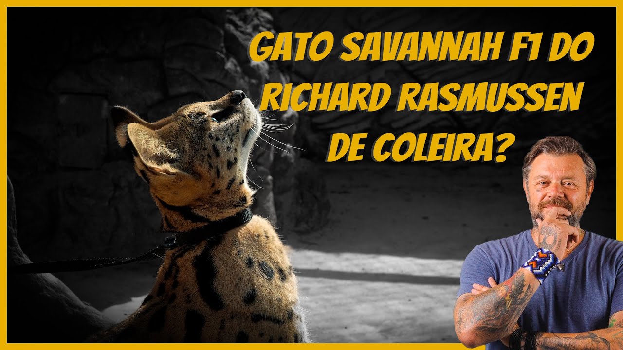 Gato Savannah F1 do Richard Rasmussen: Como Ensinar a Andar na Coleira