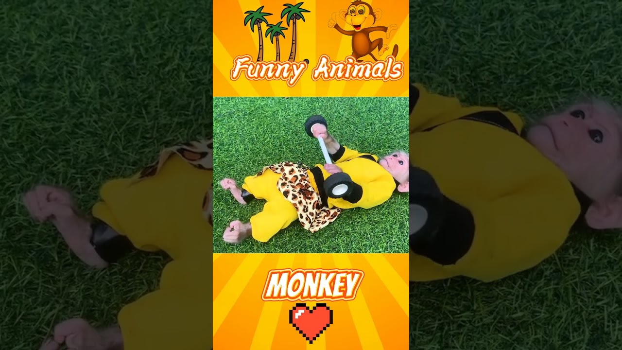 Funny animals home Monkey Funny moments animal Приколы С животными, забавные животные