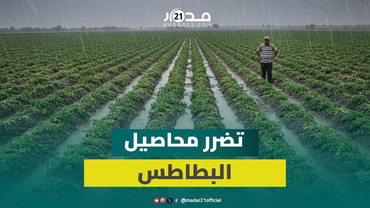 التساقطات المطرية الأخيرة تضر بمحاصيل البطاطس نواحي الجديدة
