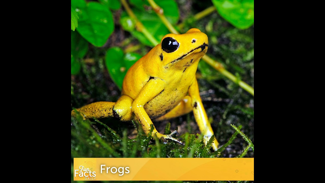 Fun Facts About Frogs