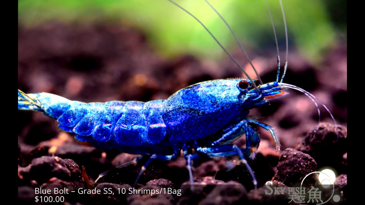 How to Buy High-Quality Blue Bolt Shrimp from Skyfish - Stunning Shrimp Showcased!