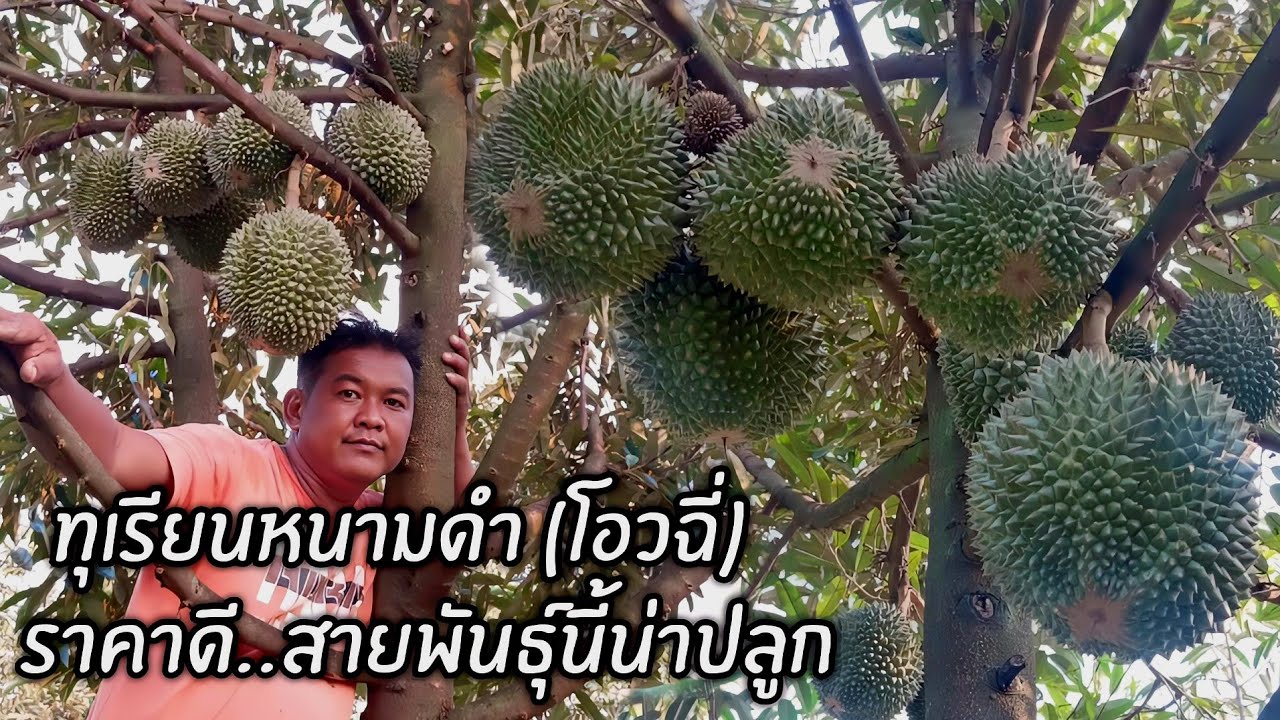 ทุเรียนหนามดำ (โอวฉี่) ราคาดี..สายพันธุ์นี้น่าปลูก 