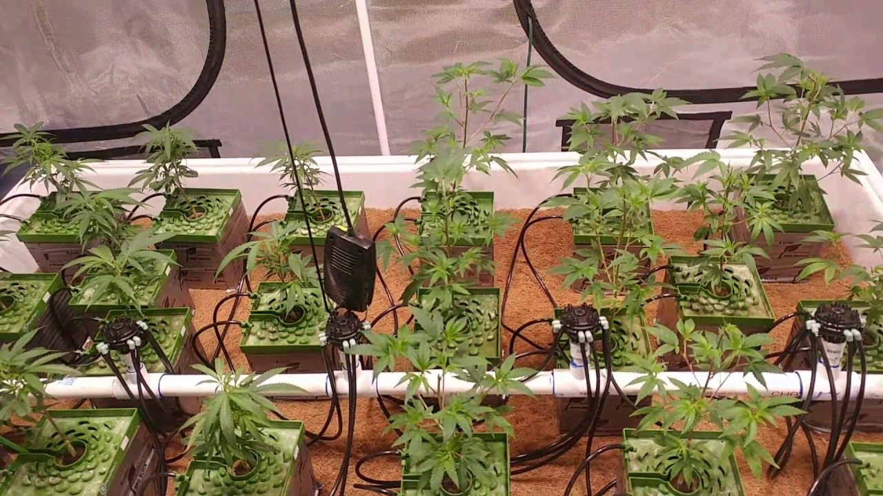 Snoop's Premium Nutes! - Week 2 Veg update! Topped and calmag update!