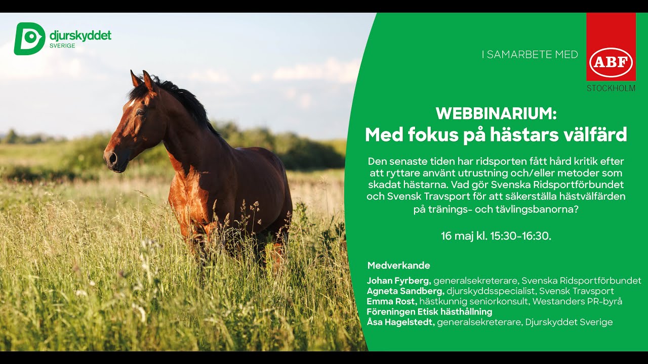 Webbinarium: Med fokus på hästars välfärd