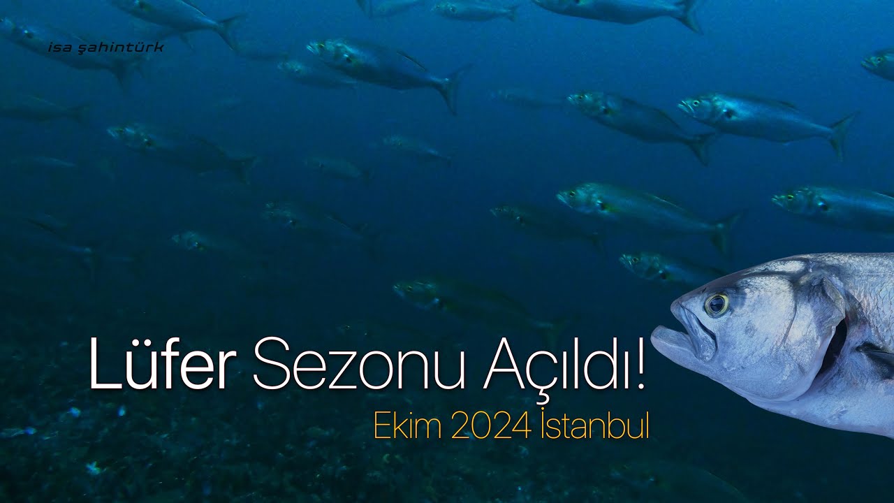 Lüfer Sezonu Başladı!  İstanbul Boğazı, Ekim 2024