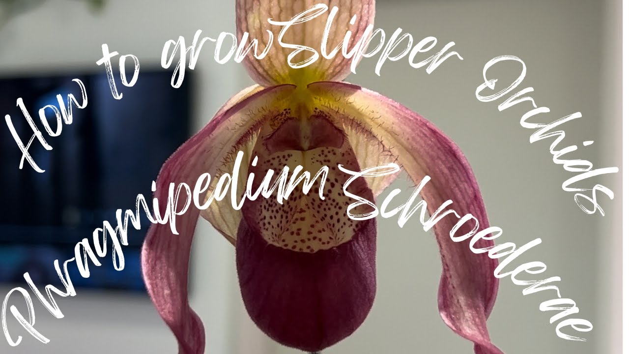 Orchid Care: How I Care for Slipper Orchid, Phragmipedium Schroederae