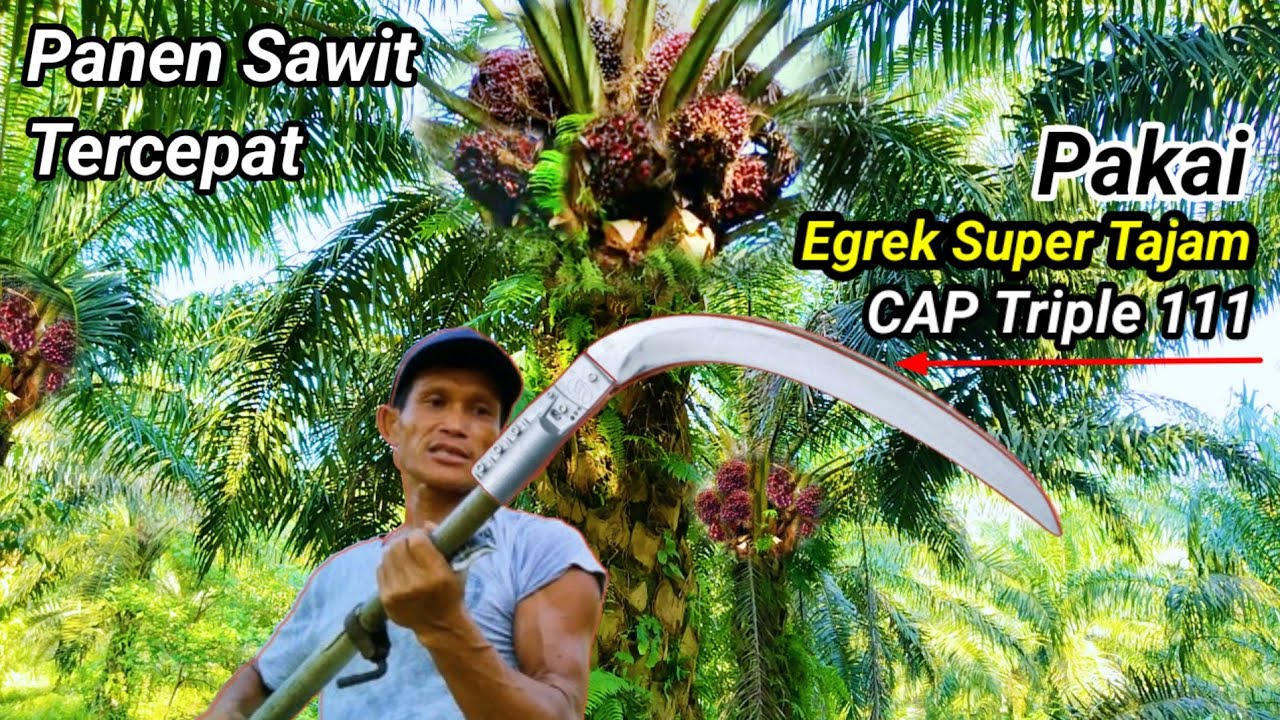 Cara Cepat Panen Sawit Pokok Rendah Pakai Egrek Tajam 111 Biar Tidak Mudah Rimpel/Cepat Dpt Ton