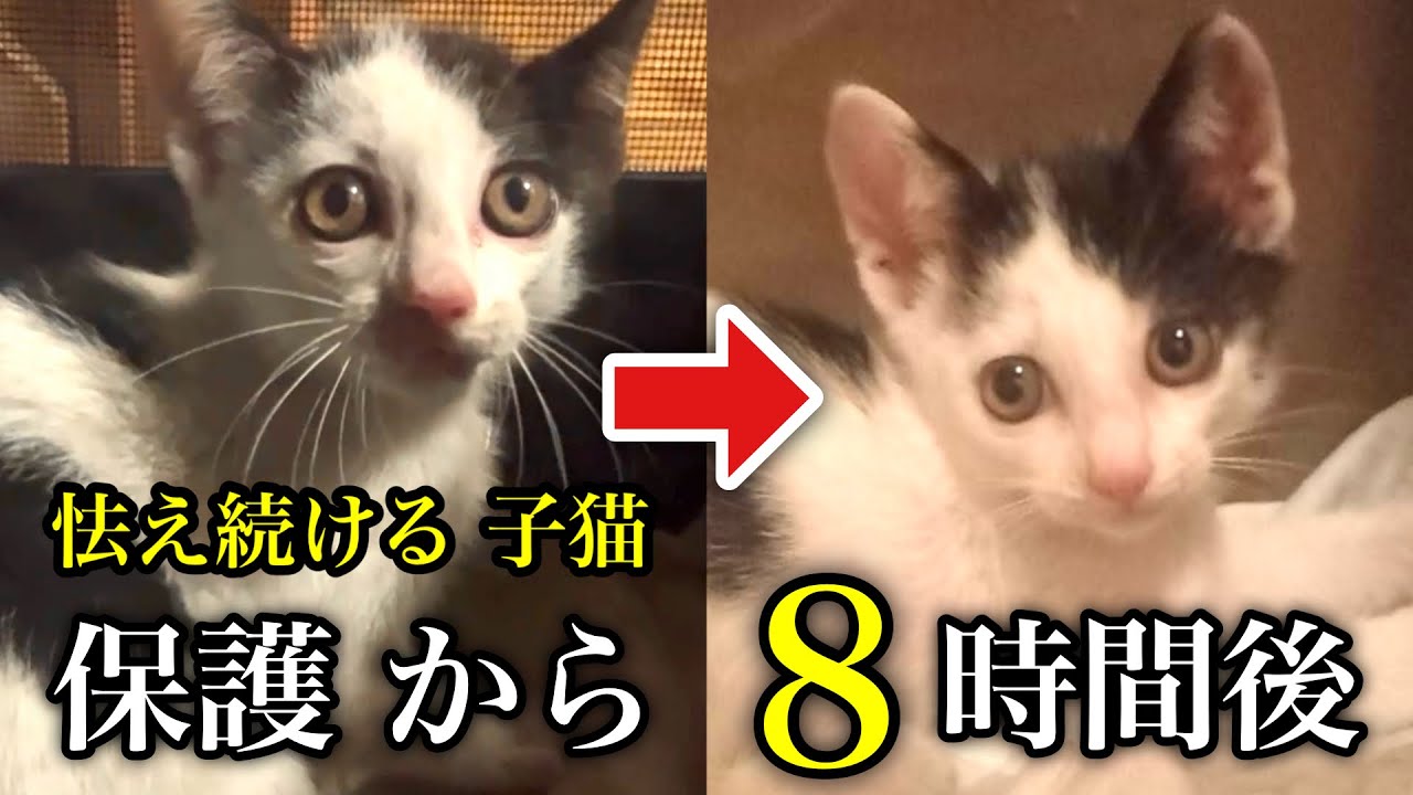 【緊急保護】倉庫の下で 孤独に 母猫を呼んでいた 子猫③【保護猫】【元野良猫】 【元捨て猫】 #猫 #cat #保護猫活動 #地域猫 #保護猫 #子猫 #catrescue #rescuecat