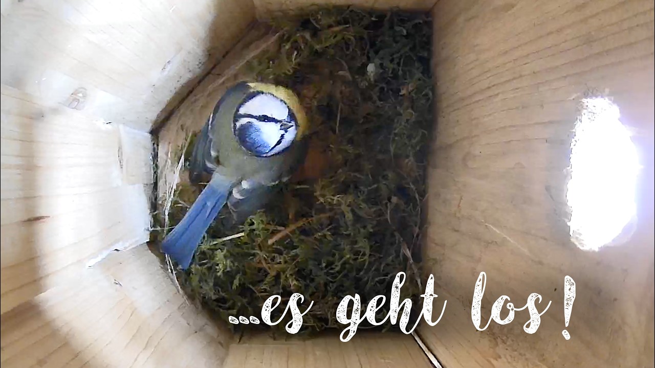 Es geht los!... 🪹 Nestbaubeginn im Nistkasten der Blaumeisen 🥳