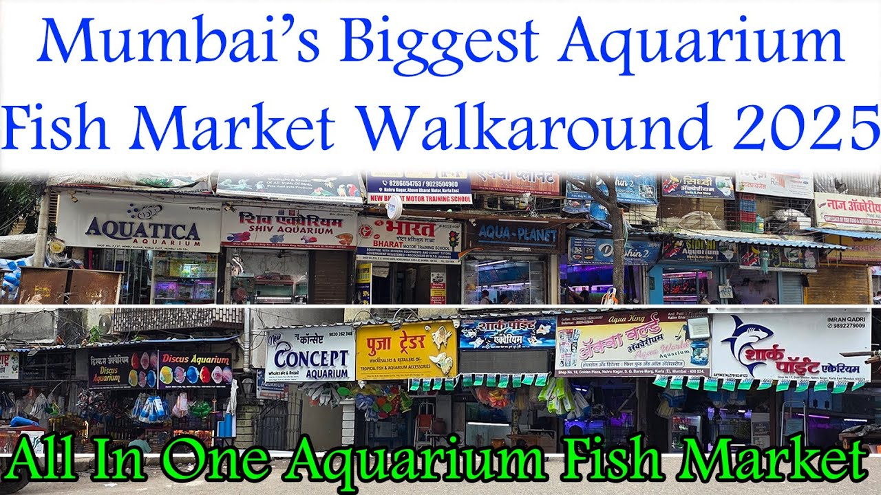 Inside Mumbai’s BIGGEST Aquarium Fish Market 2025 🐠 | Kurla Fish Market Full Walkaround