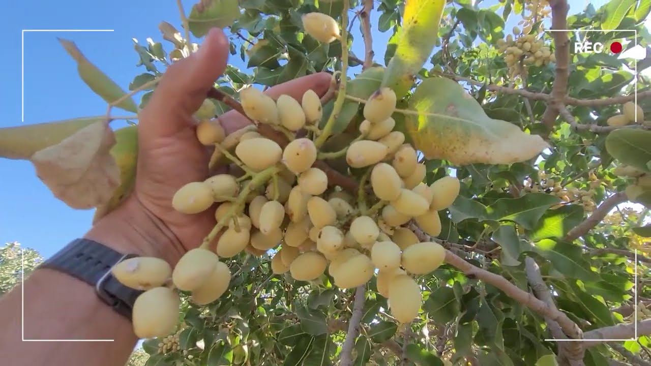 Valent Views: Tim DeSilva on Pistachio Pest Management at Hull Split