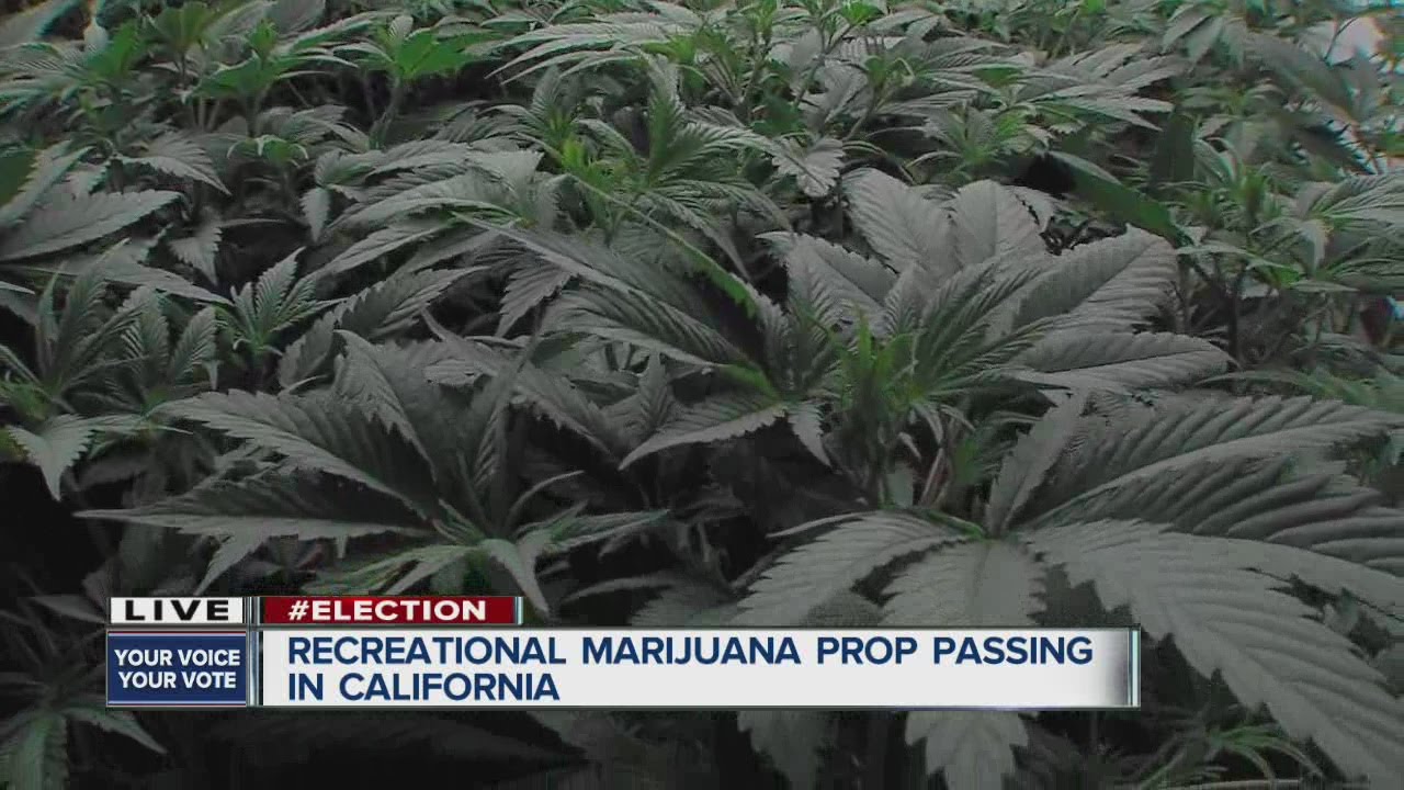 California legalizes use of recreational marijuana