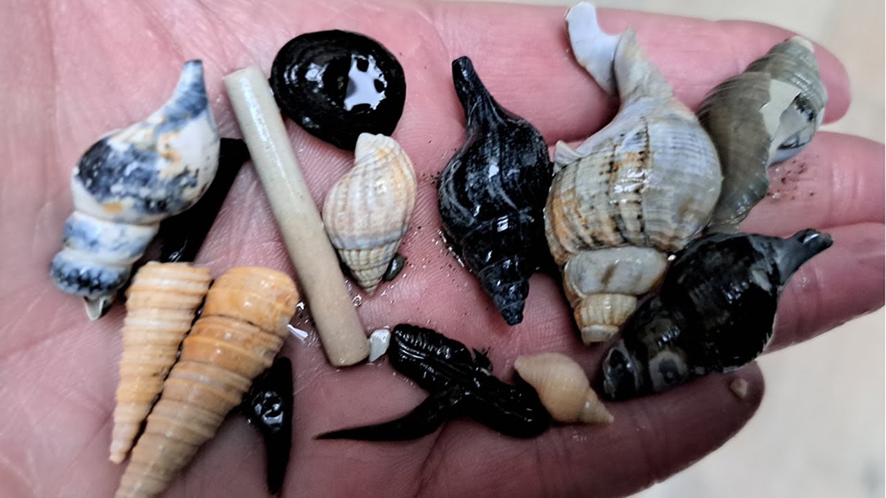 Strandjutten in Zeeland Schelpen en Fossielen zoeken bij Ritthem