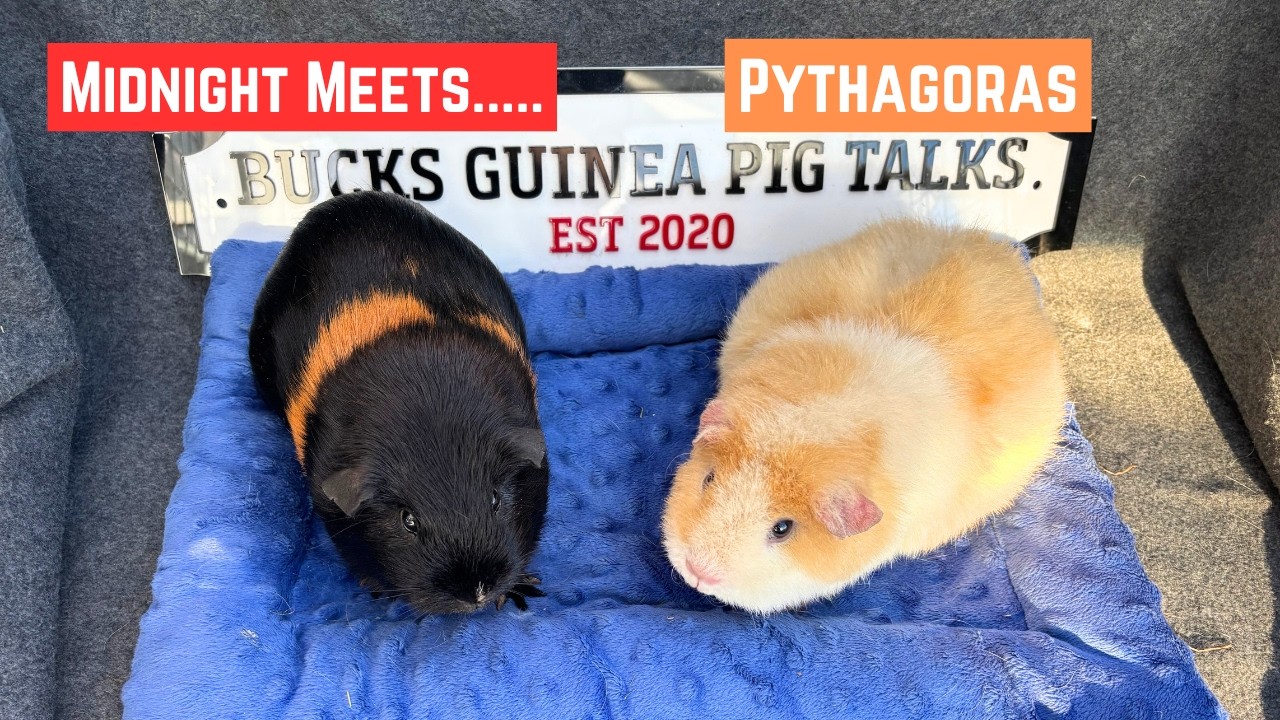 Midnight Meets Pythagoras ! 🐹💫Almost a nearly perfect meeting !