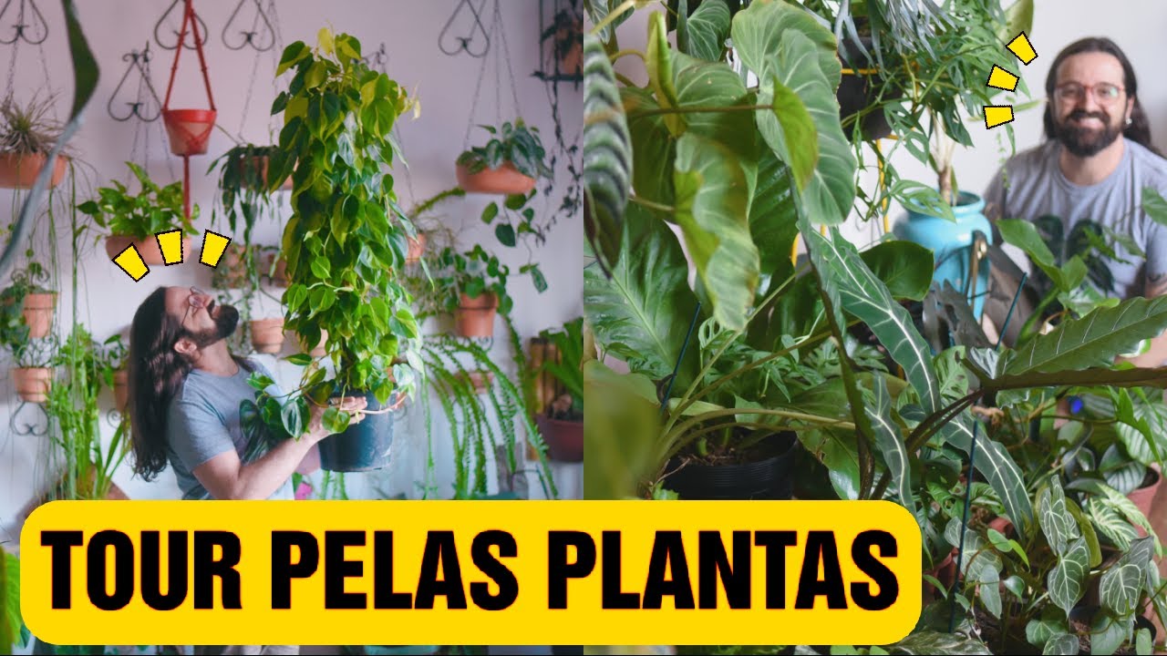 TOUR pelas PLANTAS do Apartamento - Família Araceae - Urban Jungle
