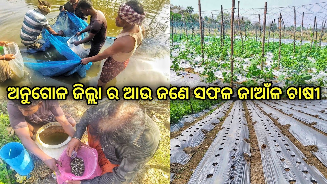 ଅନୁଗୋଳ ଜିଲ୍ଲା ର ଆଉ ଜଣେ ସଫଳ ମାଛ ଜାଆଁଳ ଚାଷୀ || NFDB Amul Carp Seed || Dibya Angul Farming 