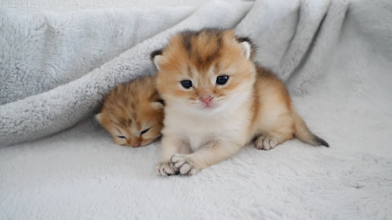 Mama cat is worried when the kittens go out and immediately picks them up