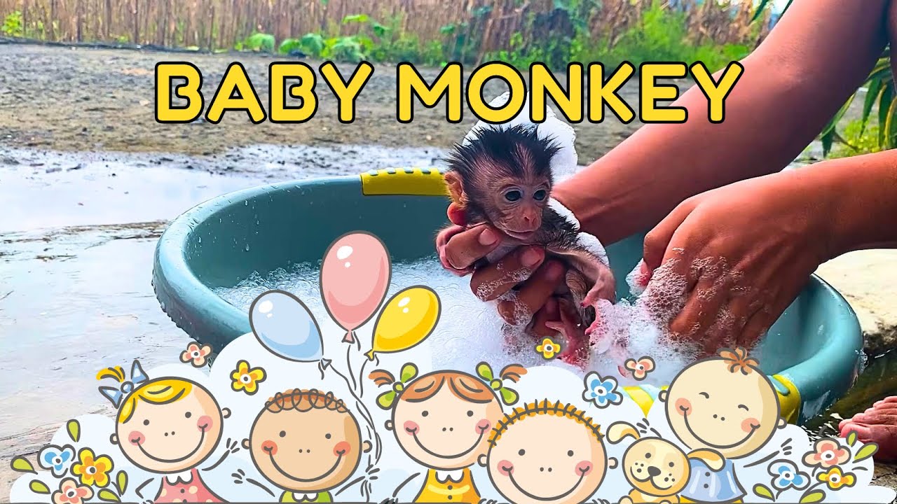 Cute and Playful Monkeys  Exploring their Live, bathe the monkey
