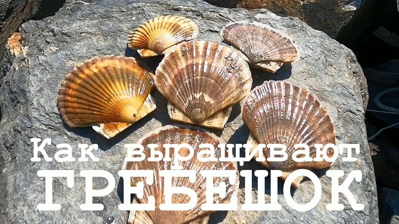 Как выращивают гребешок. Морская ферма в бухте Витязь (Приморский край)