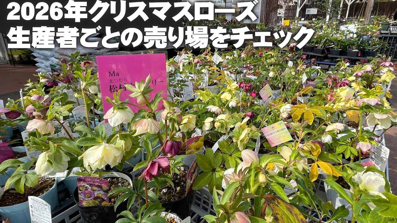 【園芸店でクリスマスローズ選び】生産者別に分かれているので、それぞれの特徴を見つつ選ぶ【園芸】【ガーデニング】
