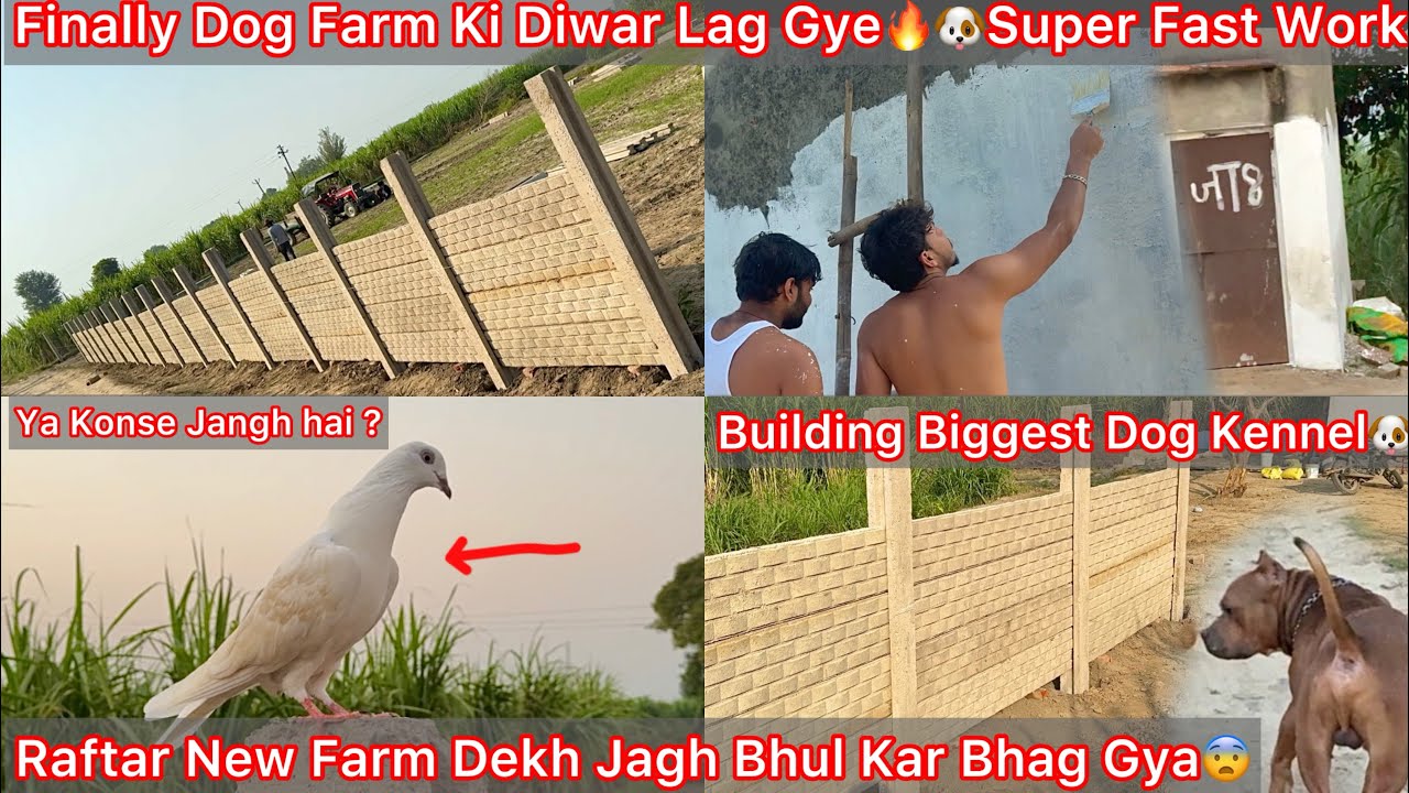 Finally Dog Farm Ki Diwar Ban Gye🐶Rock Or Rafter Ko New Kennel Par Le Gye🔥Rafter Canfuse Ho Bhag Gya