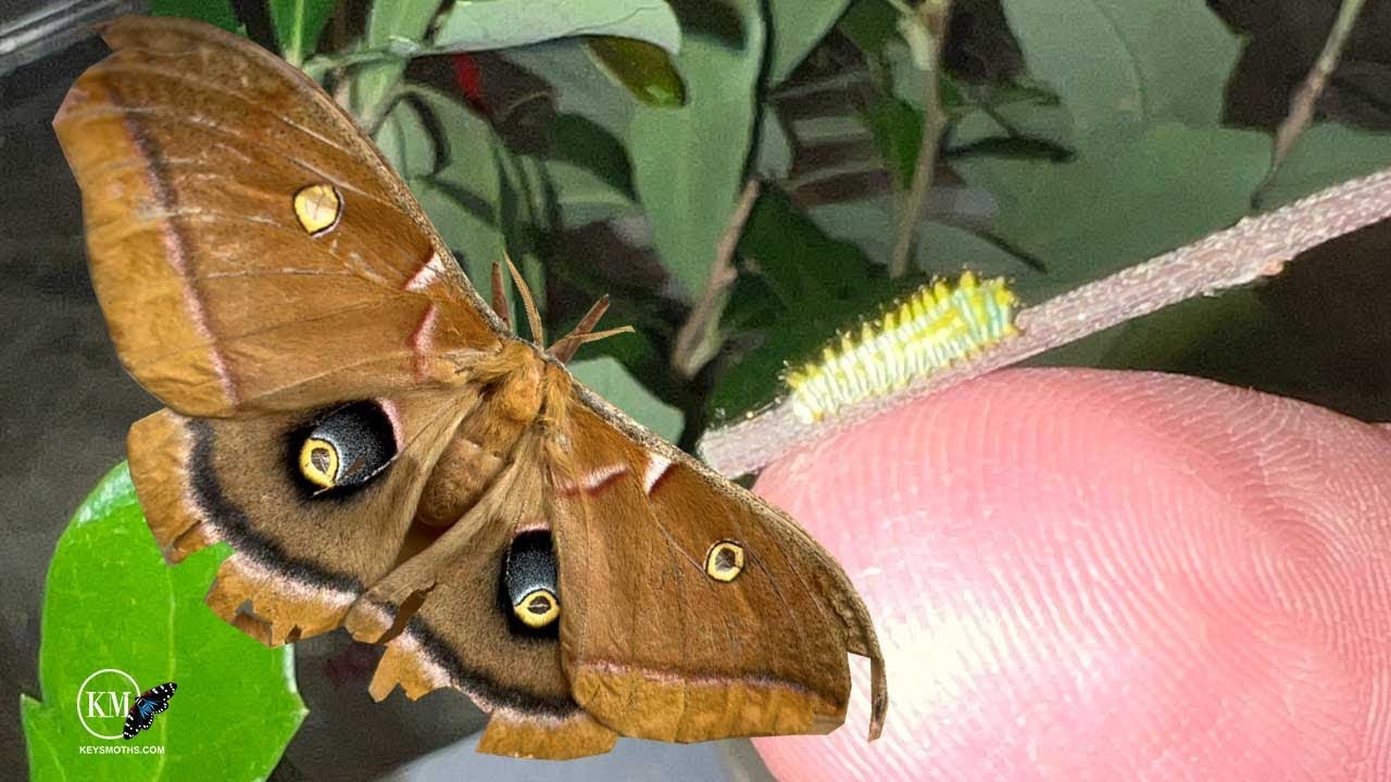CARING FOR BABY SILK MOTH CATERPILLARS   POLYPHEMUS MOTH LARVAE