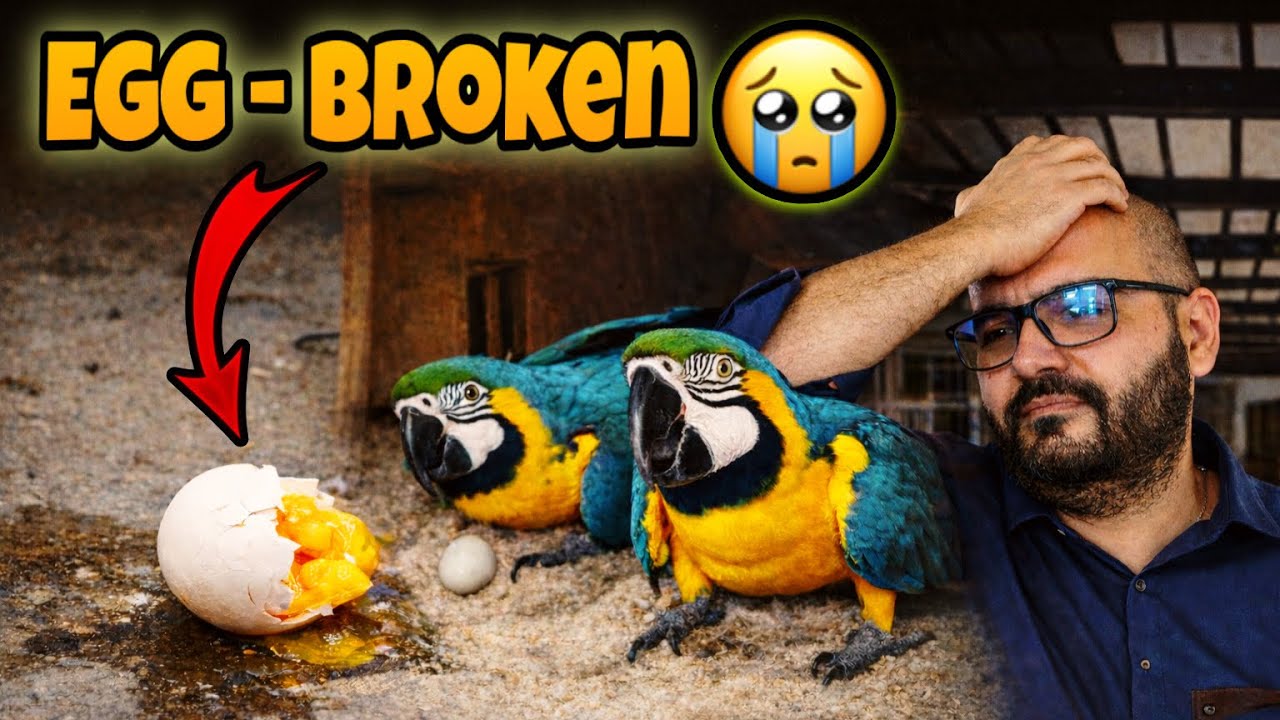 After 7 Years My Macaw Laid an Egg… But They Broke It 😢