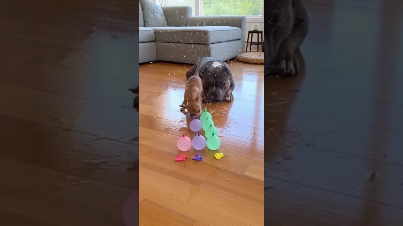 Playful Pet Balloon Burst Game
