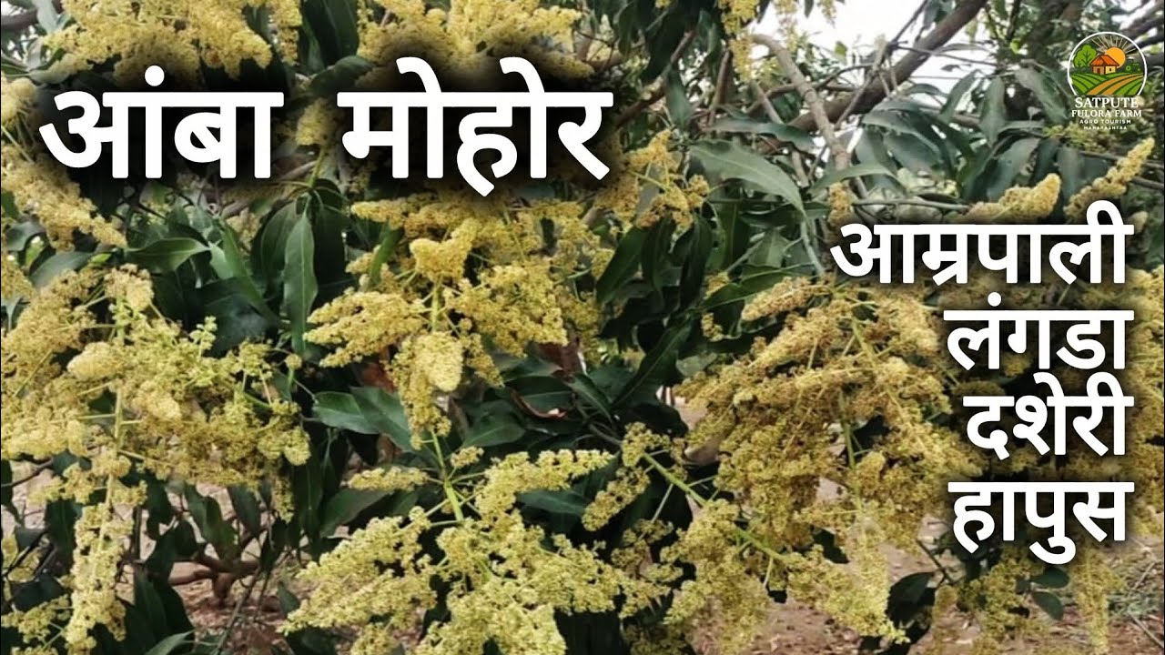 Mango Farming | Mango Flower 