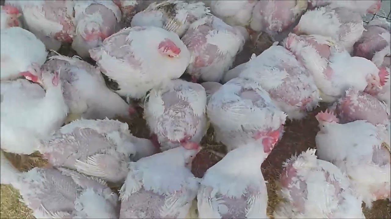 18 Mayıs 2025 Isparta Kanatlı Hayvan Pazarı