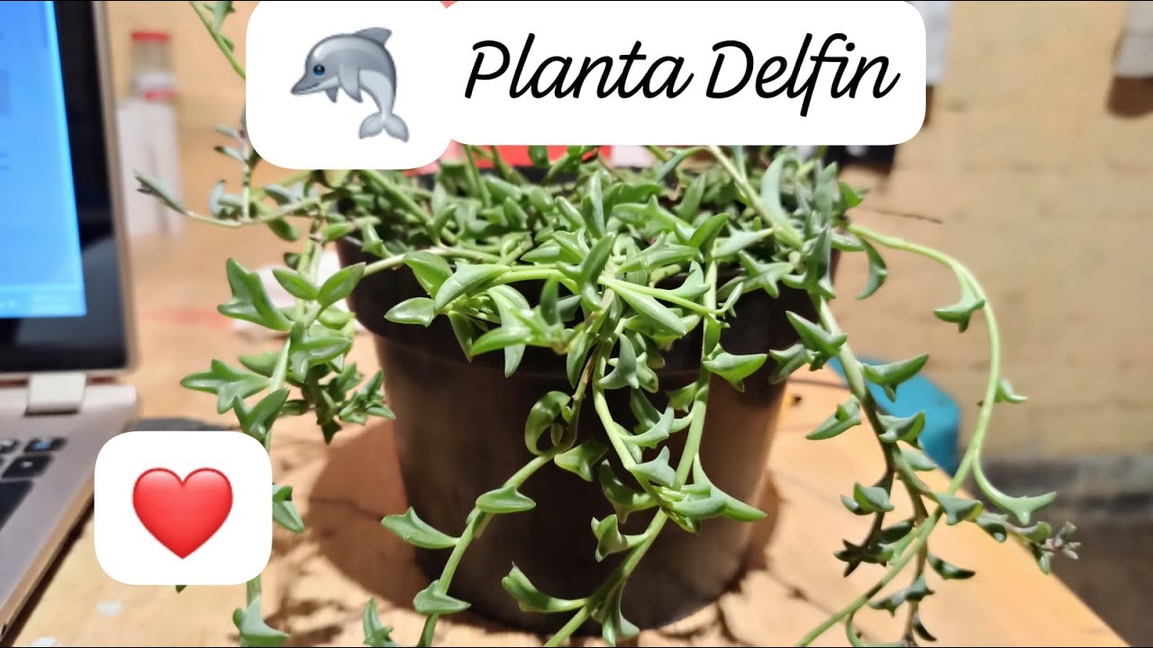 #47/Senecio PEREGRINUS (Planta DELFÍN) cuidado y propagación.| #delfin