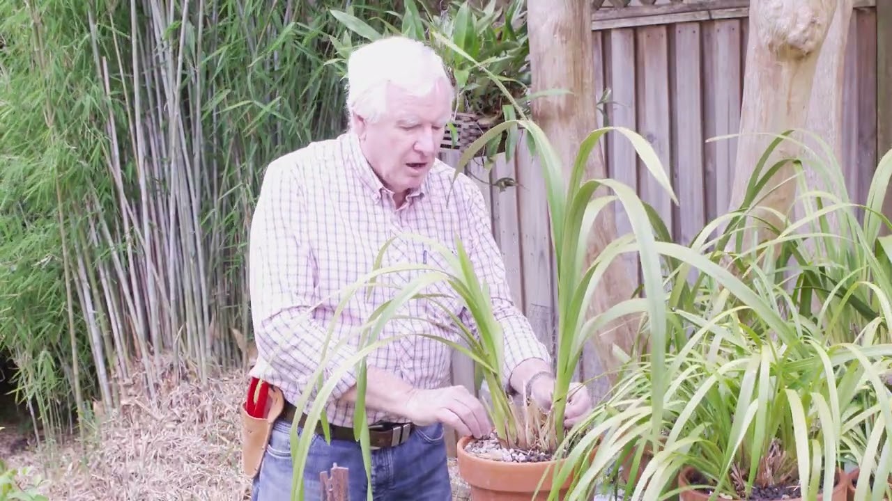 Learn from Graham Ross about how to care for orchids from watering tips to dividing and fertilising.