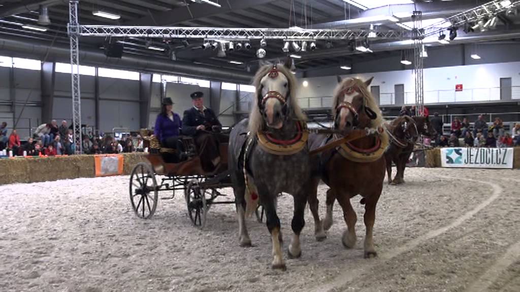 Výstava Kůň 2013 v Lysé nad Labem - chladnokrevná dvojspřeží