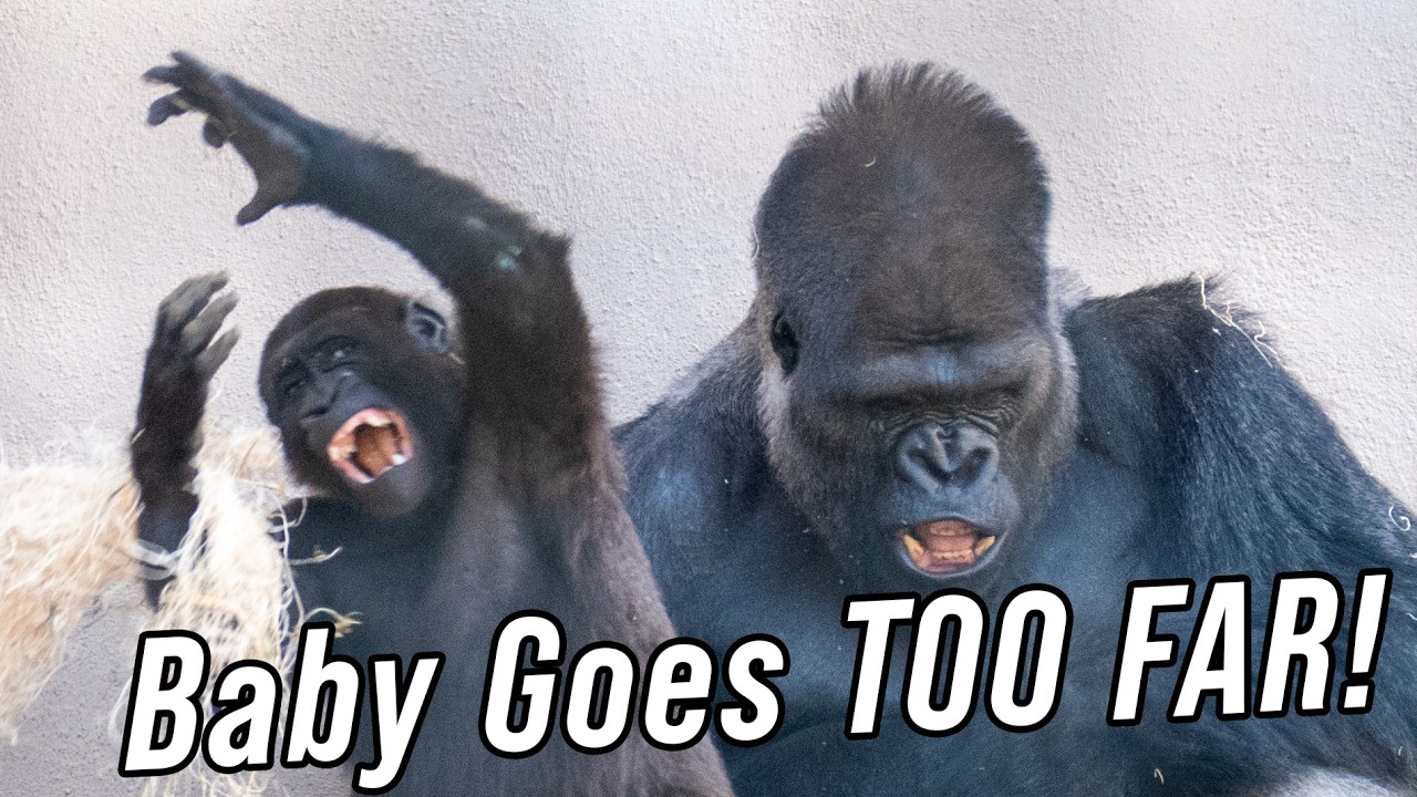 Baby Gorilla Challenges the Silverback! 😱 | Chaos in the Troop