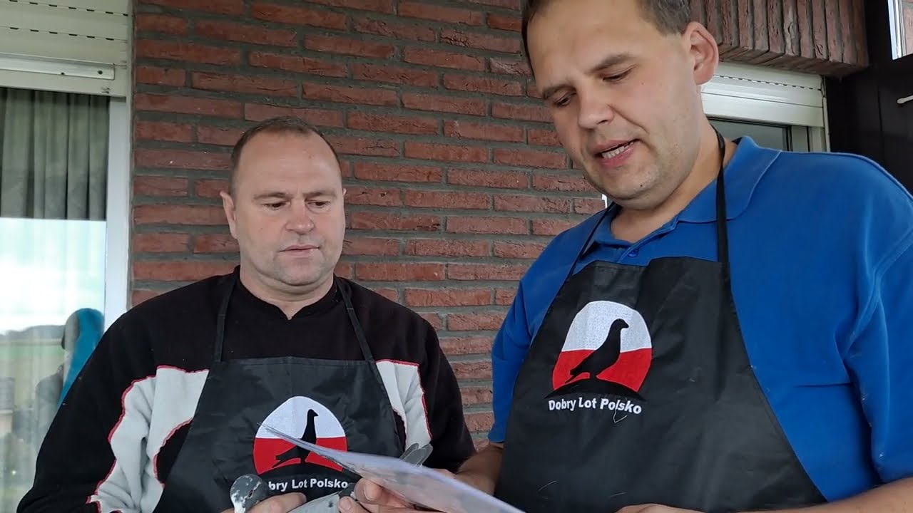 GTI PIGEONS -  Gaby Vandenabelle oryginały. Młode na sprzedaż.