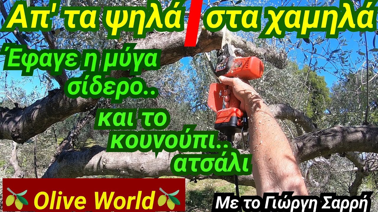 Κλάδεμα 🪚Ελιάς🫒- Απ τα ψηλά στα χαμηλά - Διόρθωση - Διαμόρφωση
