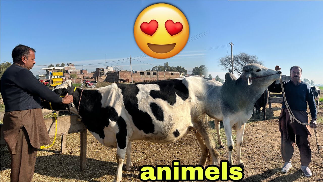 animals ka visit kiy village main🥰🥰🥰