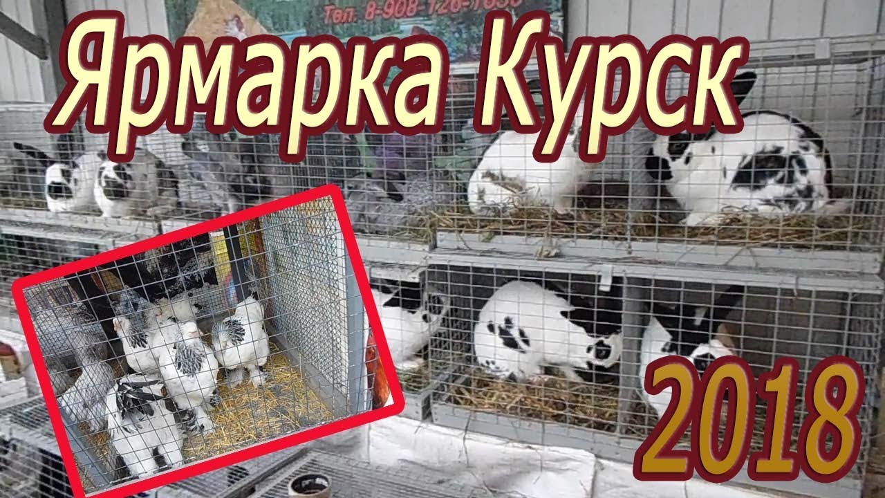 Ярмарка в Курске. Осень 2018 Куры, ути, гуси, кролики, голуби