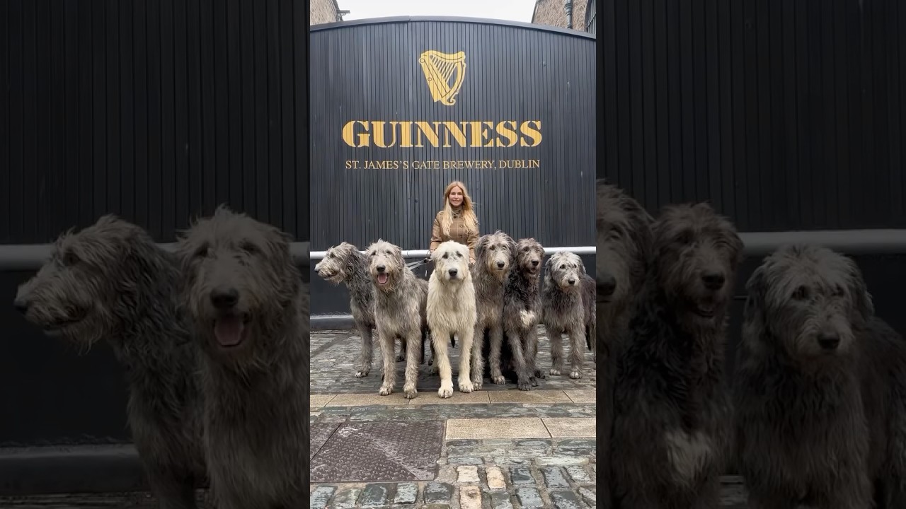 Wolf Killer of Ireland : The Irish Wolfhound, the tallest dog breed in the world. #irishwolfhound