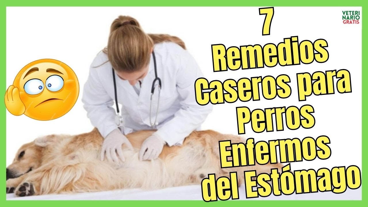 7 REMEDIOS CASEROS PARA PERROS ENFERMOS DEL EST&Oacute;MAGO