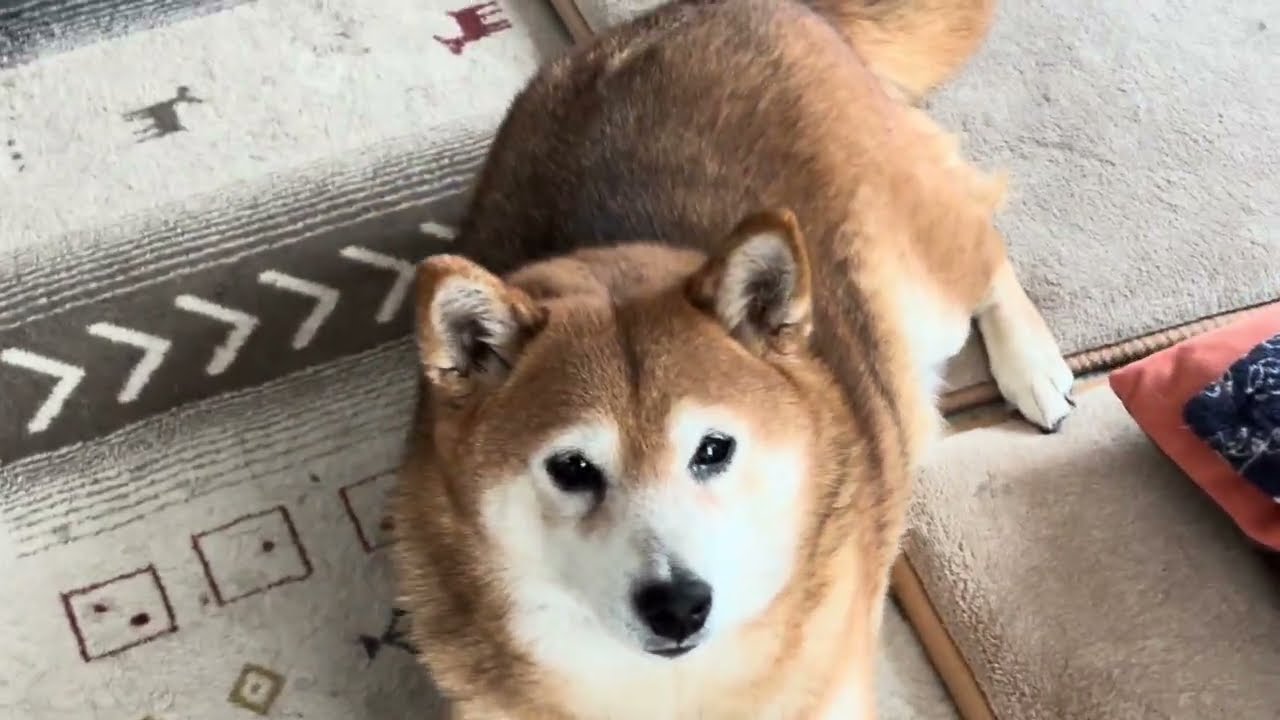 ⛄雪の下の何かを探すサクラとお家でぬくぬくチャム💛