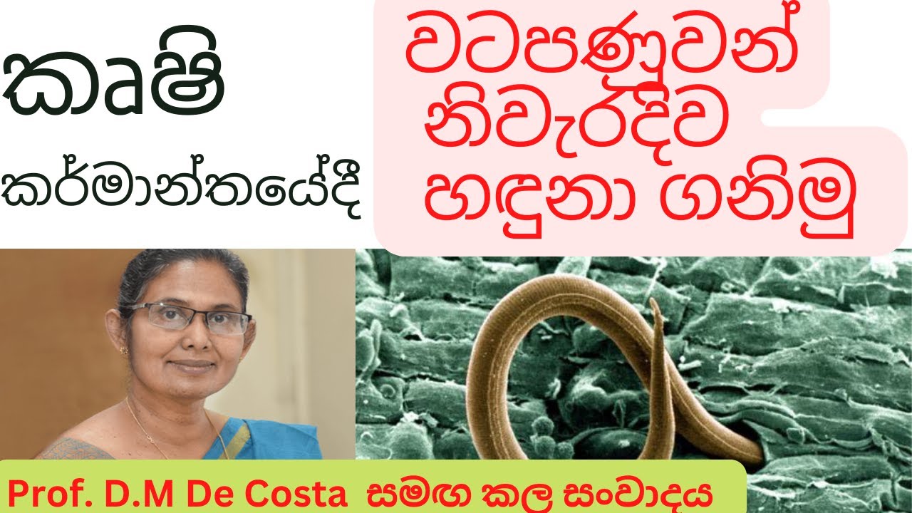 බෝග 100 කට හානි කරන වටපණුවන් ලංකාවේ | හානිය සහ ස්වභාවය |Prof .Devika de Costa and Tharaka Jayasinghe