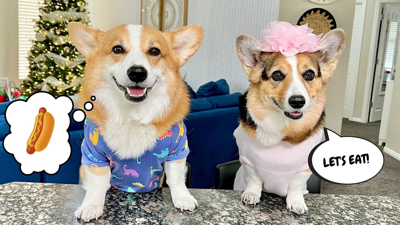 Corgis Review Snacks! #dogs #food
