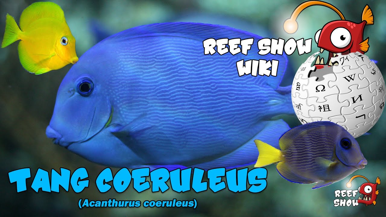 Reef Show Wiki: Tang Coeruleus