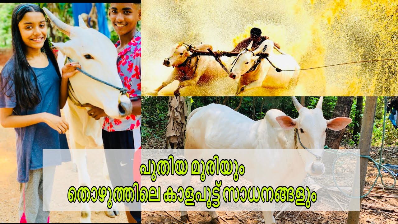 കാളപൂട്ട് പ്രേമികൾ ഈ വീഡിയോ കാണാതെ പോകരുത് | പുതിയ കന്നുകൾ | കാളപൂട്ട് സാധനങ്ങൾ | കന്നുകാലി പരിചരണം