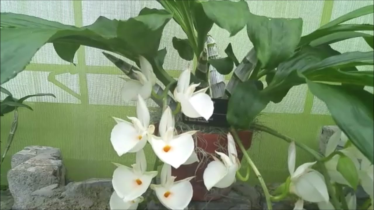 Catasetum pileatum