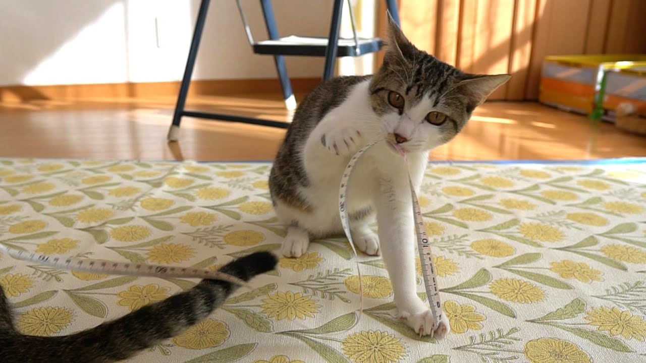 猫たちと一緒に部屋の大掃除と模様替えをする日常